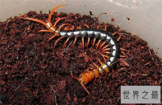 五毒是哪五毒？五种冷血的爬行动物统称为五毒