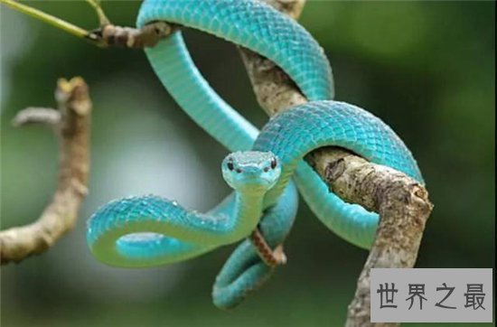 五毒是哪五毒？五种冷血的爬行动物统称为五毒