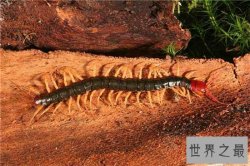 五毒是哪五毒？五种冷血的爬行动物统称为五毒