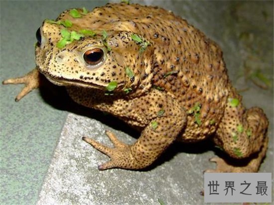 五毒是哪五毒？五种冷血的爬行动物统称为五毒