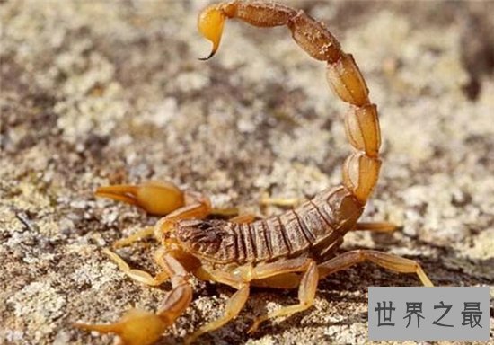 五毒是哪五毒？五种冷血的爬行动物统称为五毒