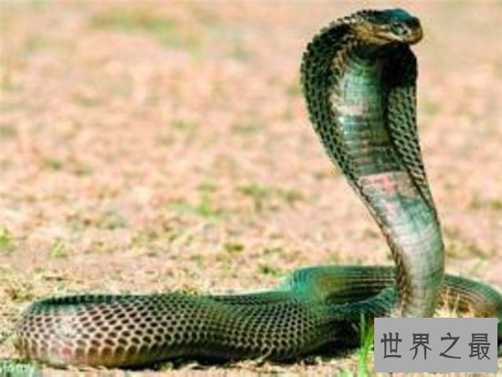 五毒是哪五毒？五种冷血的爬行动物统称为五毒