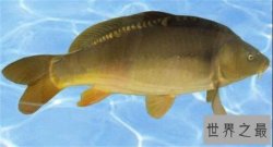 镜子鱼具有非常的保健价值，从德国引进国内研究20年