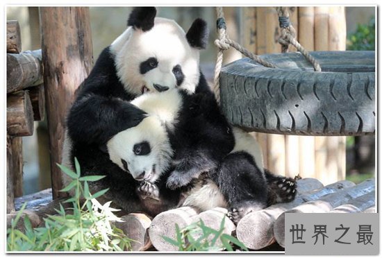 始熊猫与熊猫的区别，可以说是熊猫的祖先和前辈