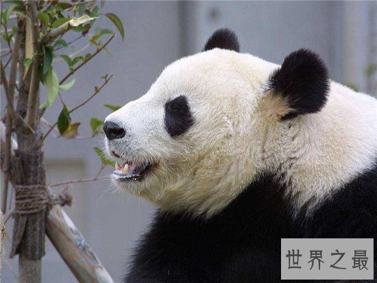 始熊猫与熊猫的区别，可以说是熊猫的祖先和前辈