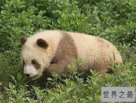 始熊猫与熊猫的区别，可以说是熊猫的祖先和前辈