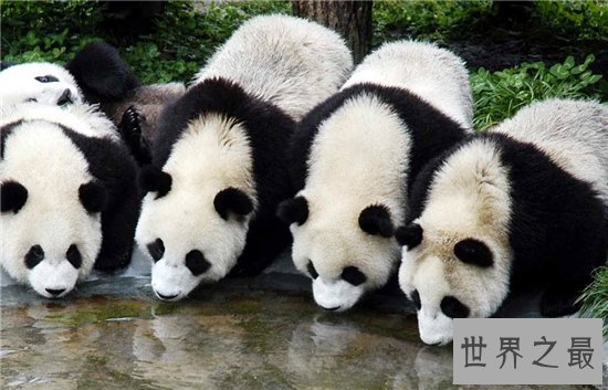 始熊猫与熊猫的区别，可以说是熊猫的祖先和前辈