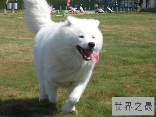 萨摩耶犬智商不容置疑，聪明的狗狗该如何驯化？