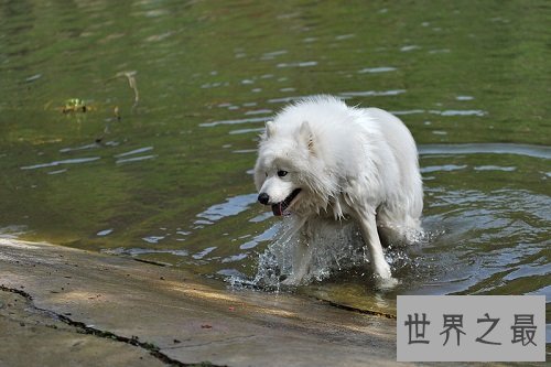 萨摩耶犬智商不容置疑，聪明的狗狗该如何驯化？