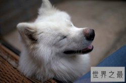 萨摩耶犬智商不容置疑，聪明的狗狗该如何驯化？