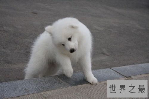 萨摩耶犬智商不容置疑，聪明的狗狗该如何驯化？