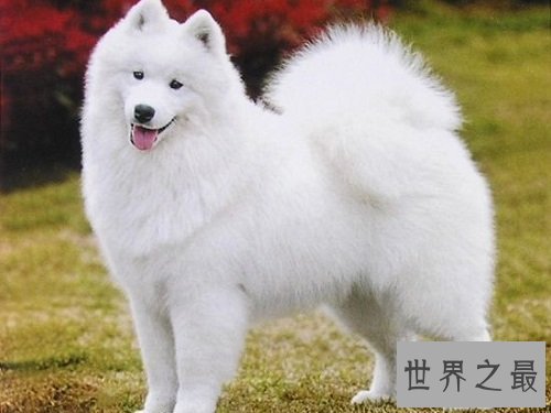 萨摩耶犬智商不容置疑，聪明的狗狗该如何驯化？