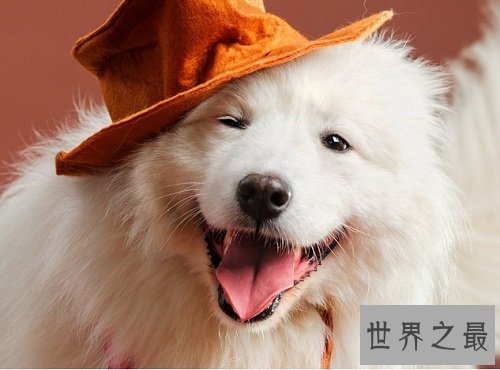 萨摩耶犬智商不容置疑，聪明的狗狗该如何驯化？