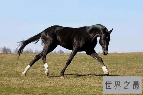 汗血马什么来头，居然价值连城？