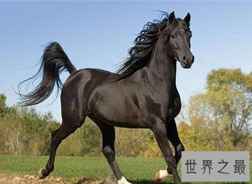 汗血马什么来头，居然价值连城？