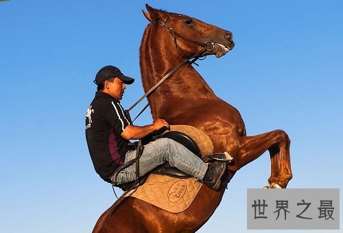 汗血马什么来头，居然价值连城？