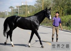 汗血马什么来头，居然价值连城？