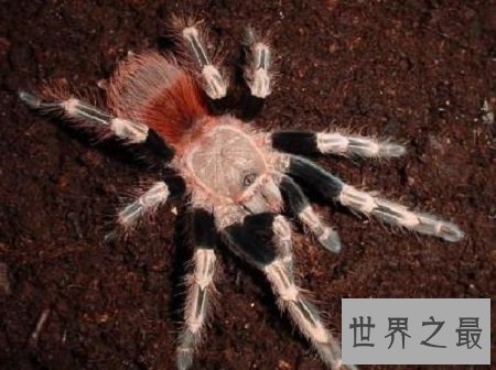 宠物蜘蛛最优品种推荐,喜欢养宠的朋友们看过来吧!