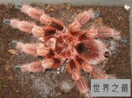 宠物蜘蛛最优品种推荐,喜欢养宠的朋友们看过来吧!