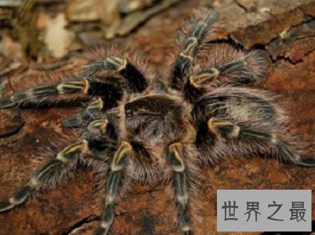 宠物蜘蛛最优品种推荐,喜欢养宠的朋友们看过来吧!