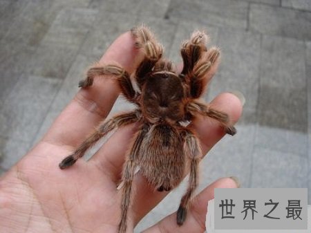 宠物蜘蛛最优品种推荐,喜欢养宠的朋友们看过来吧!