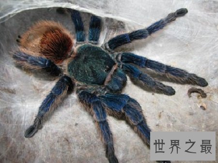 宠物蜘蛛最优品种推荐,喜欢养宠的朋友们看过来吧!