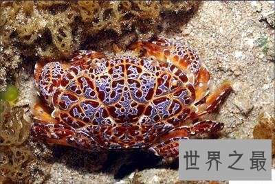 正直爱洁蟹是什么蟹?千万不能贪吃它呢!
