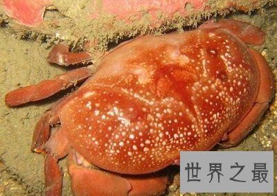 正直爱洁蟹是什么蟹?千万不能贪吃它呢!