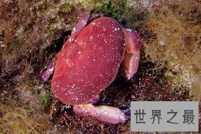 正直爱洁蟹是什么蟹?千万不能贪吃它呢!