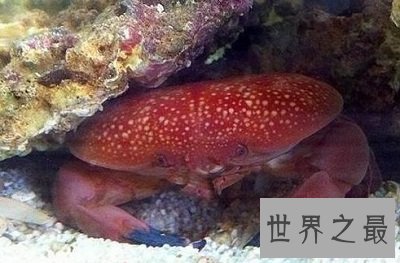 正直爱洁蟹是什么蟹?千万不能贪吃它呢!