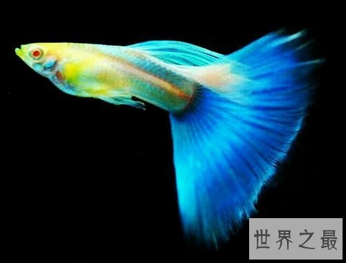 热带鱼种类那么多,哪些最适合养鱼新手?