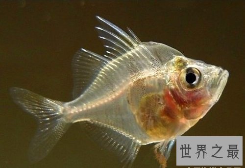 热带鱼种类那么多,哪些最适合养鱼新手?
