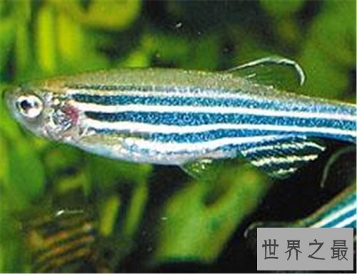 热带鱼种类那么多,哪些最适合养鱼新手?