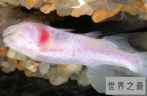 热带鱼种类那么多,哪些最适合养鱼新手?