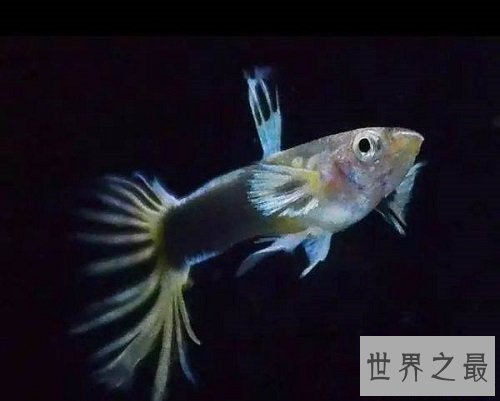 热带鱼种类那么多,哪些最适合养鱼新手?