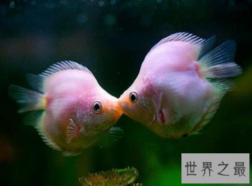 热带鱼种类那么多,哪些最适合养鱼新手?
