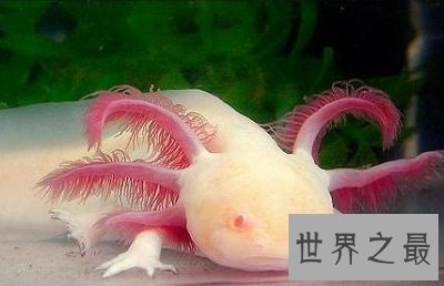 六角恐龙是恐龙吗?养宠圈新贵非它莫属!