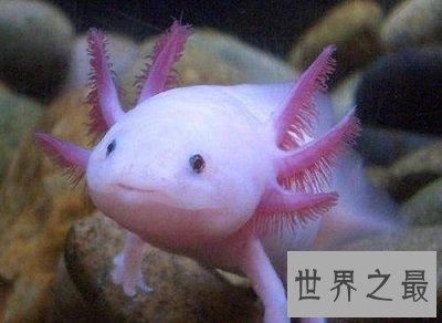 六角恐龙是恐龙吗?养宠圈新贵非它莫属!