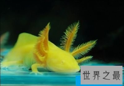 六角恐龙是恐龙吗?养宠圈新贵非它莫属!