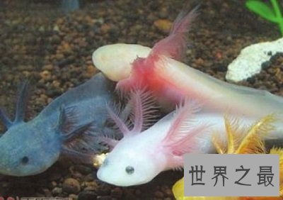 六角恐龙是恐龙吗?养宠圈新贵非它莫属!