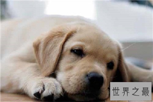 什么狗最聪明？教你科学培养聪明的狗狗！