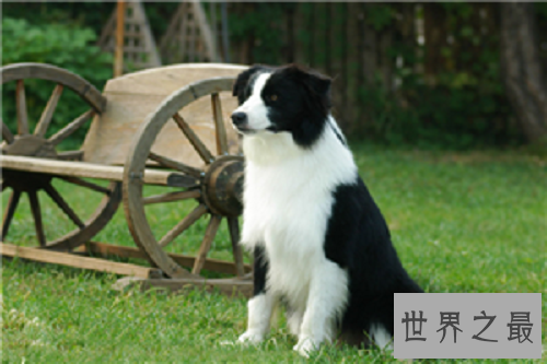 什么狗最聪明？教你科学培养聪明的狗狗！