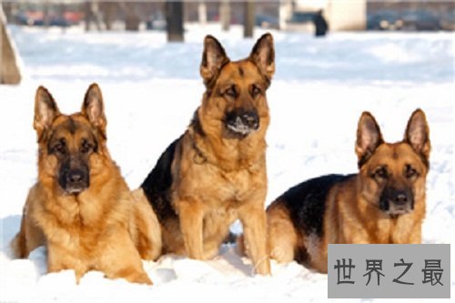 狗吃巧克力会死？这是不是真的？