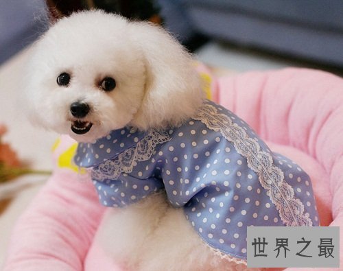 狗吃巧克力会死？这是不是真的？