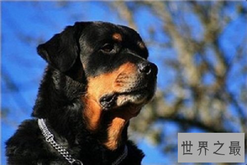 狗吃巧克力会死？这是不是真的？