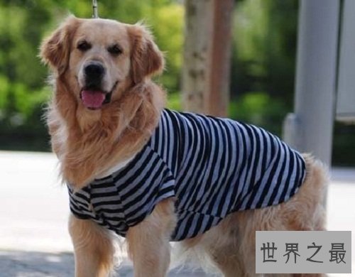 狗吃巧克力会死？这是不是真的？