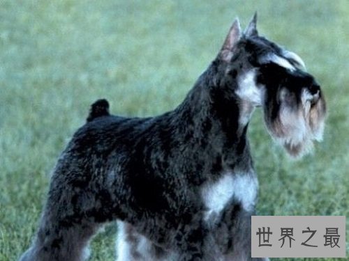 雪纳瑞好养吗？雪纳瑞优缺点大对比！