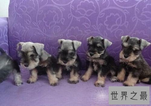 雪纳瑞好养吗？雪纳瑞优缺点大对比！