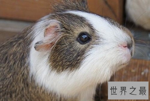 荷兰猪怎么养？入门级攻略全方位介绍！