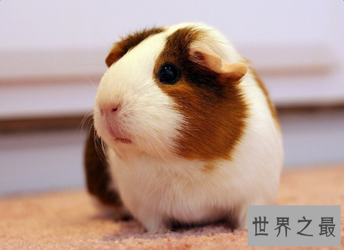 荷兰猪怎么养？入门级攻略全方位介绍！